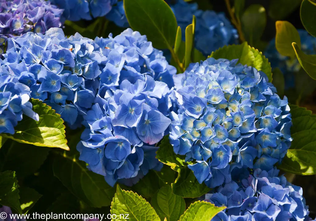 hydrangea-macrophylla-altona--1