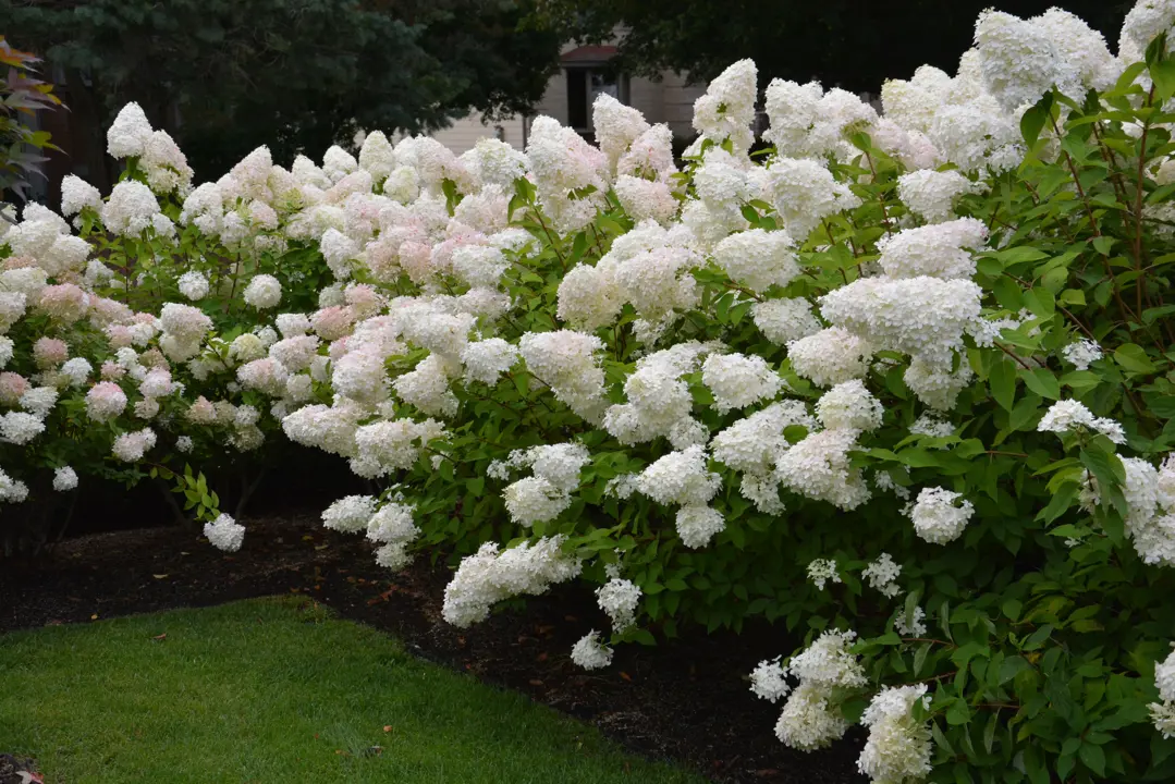 An informal Hydrangea 'Bombshell' hedge covered with amazing white flowers and lush, green foliage.