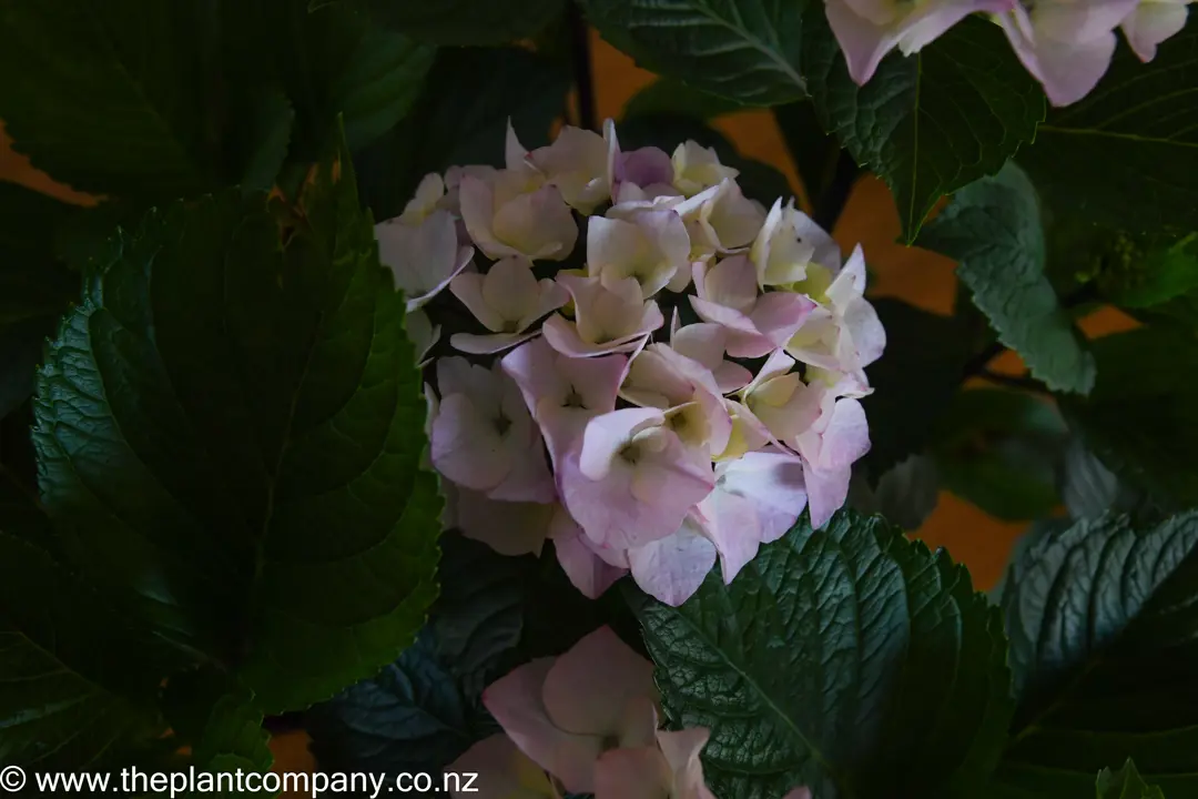 Hydrangea 'Saxon Pink Maiden' pink and cream flower head with dark green foliage.