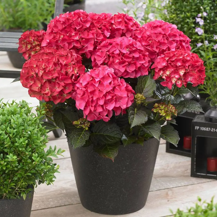 Hydrangea 'Tuxedo Red' plant in a pot with stunning red flowers and lush, purple-green foliage.
