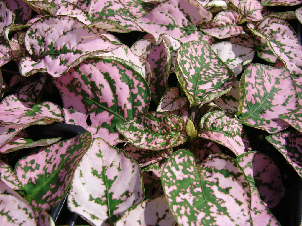 Hypoestes phyllostachya plant with elegant, pink leaves.