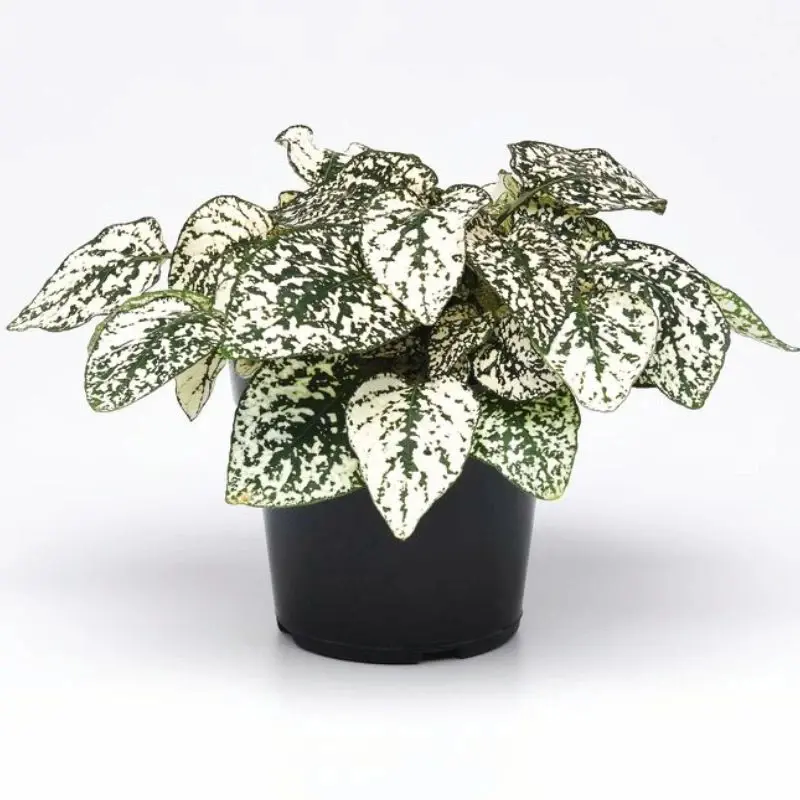 Hypoestes 'Splash White' plant in a pot with lush, white and dark green spotted foliage.