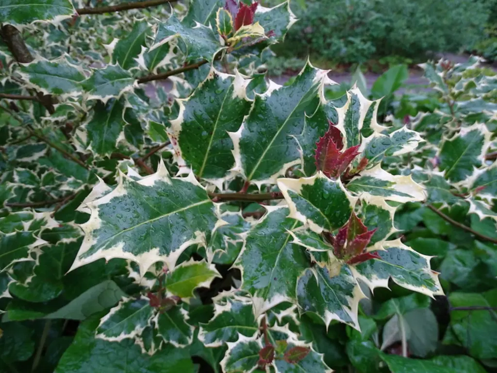 Ilex 'Madame Briot' variegated cream and green foliage.
