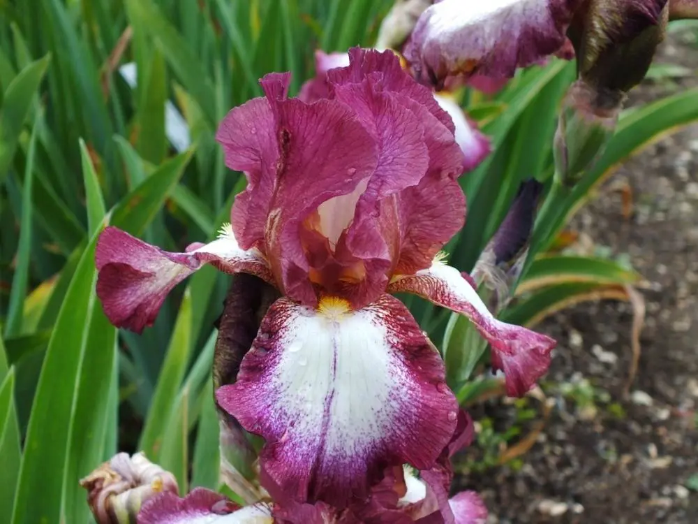 iris-crinoline-