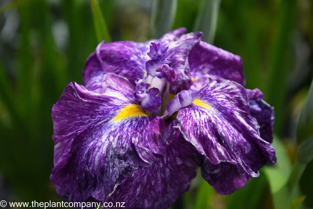 iris-higo-yashaboshi--1