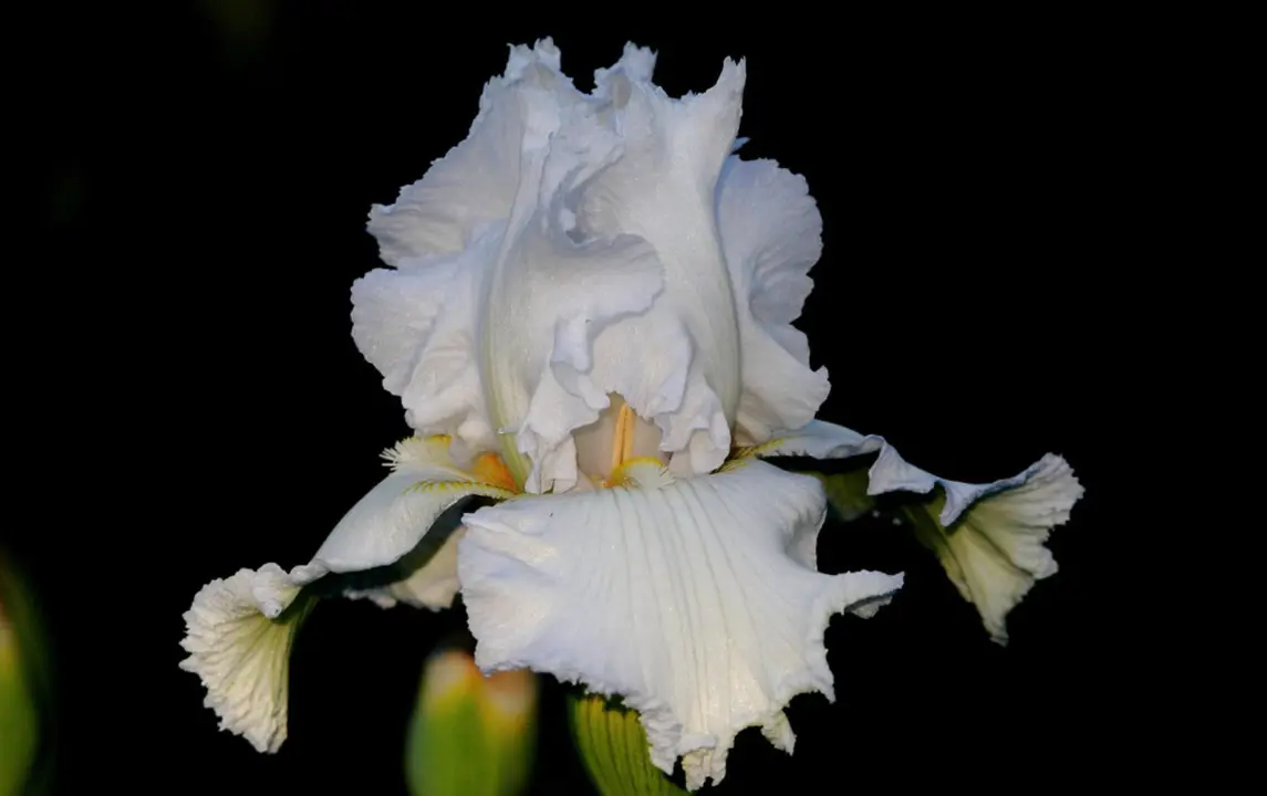 Iris 'Snowflake' stunning white flower.