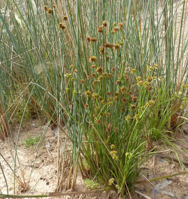 Juncus holoschoenus plants growing in a wetland.