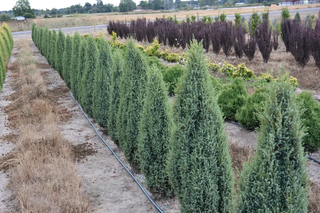 Juniperus communis 'Compressa' (Common Juniper) plants.
