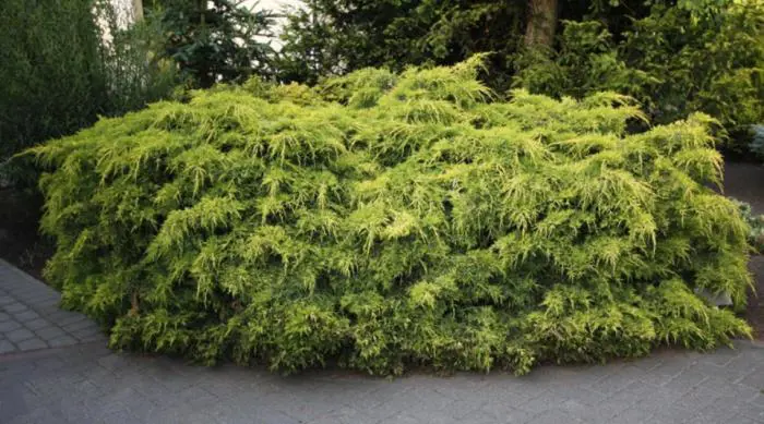 Juniperus Pfitzeriana Aurea plant.