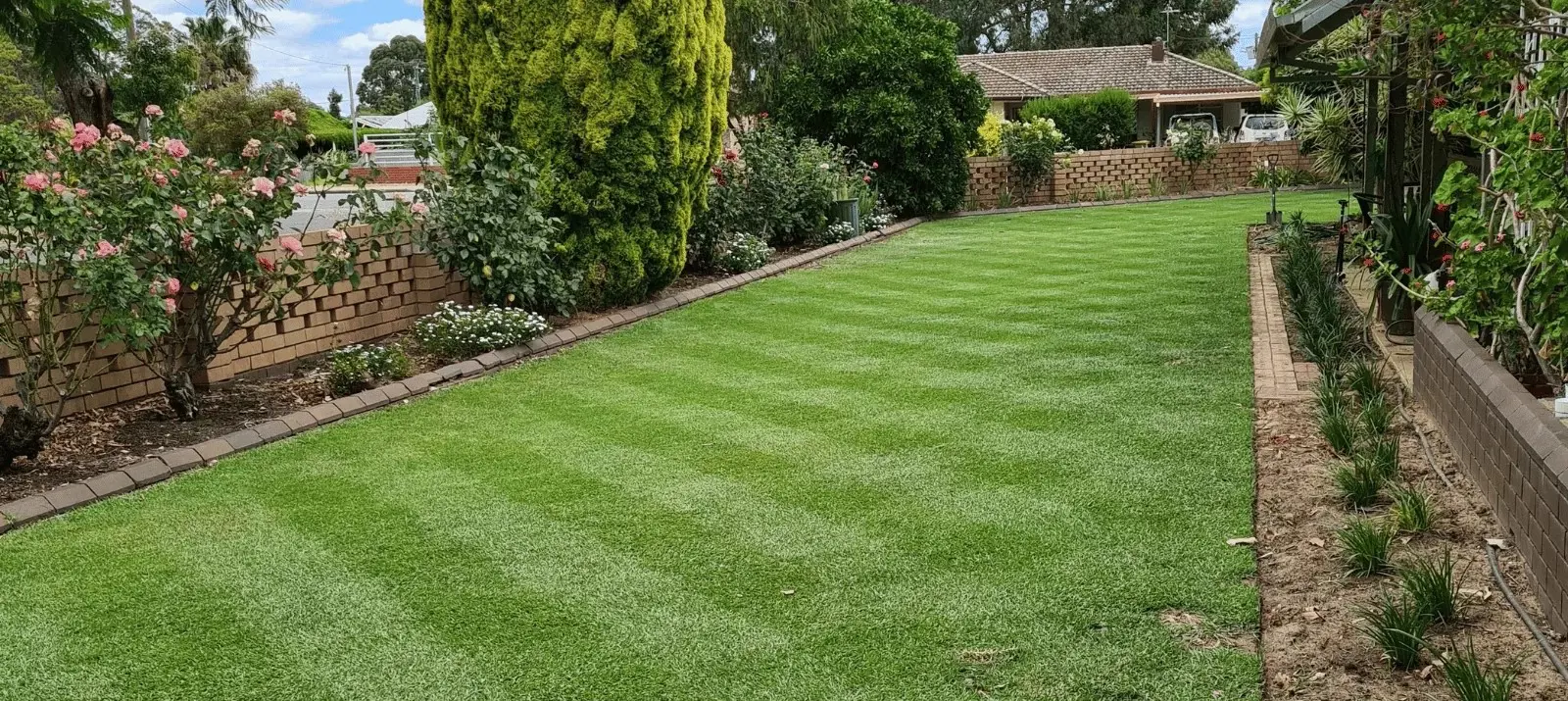 Kikuyu Grass Free Freight Option