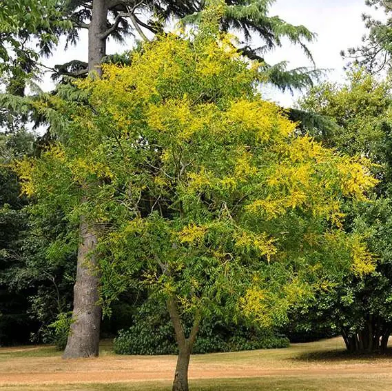 Golden Rain Tree Planting Golden Rain Tree (Koelreuteria Paniculata):