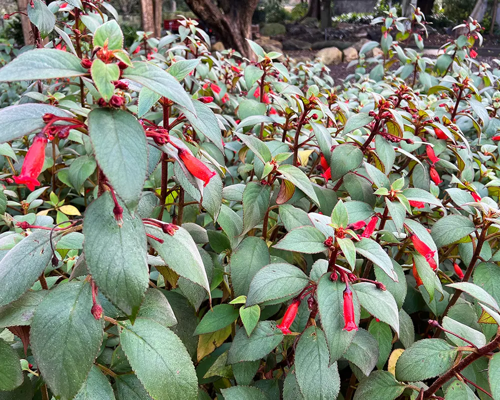 chenille plant Acalypha hispida 