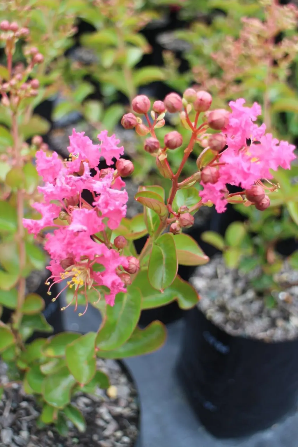lagerstroemia-yangtze-