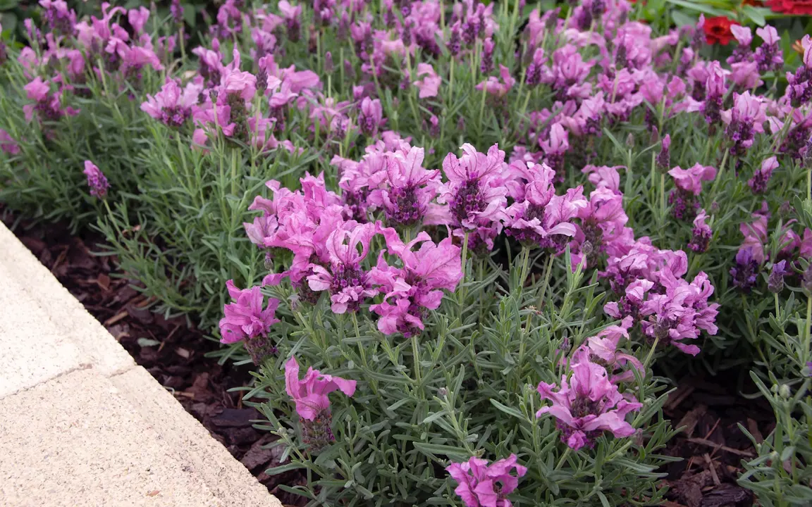 Lavender 'Sensation Rose' shrubs with bright pink flowers in a garden.