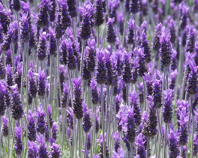 A mass display of Lavandula dentata purple and pink flowers.