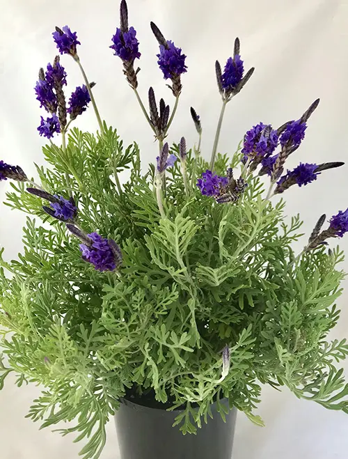 A Lavender 'Sidonie' plant with lush grey-green foliage and blue flowers.