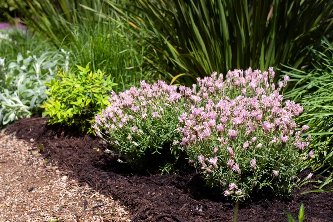 Lavender 'Baby Pink Princess' shrubs in a garden covered with stunning, pink flowers.