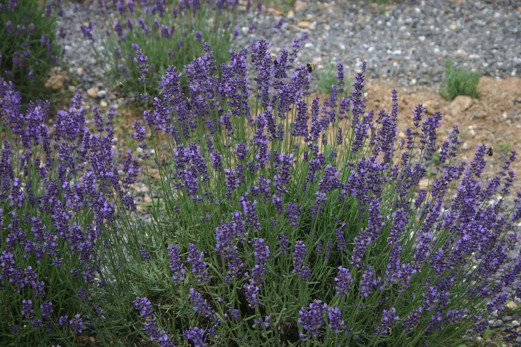 Lavender 'Hidcote' small shrub with elegant blue flowers and green foliage.