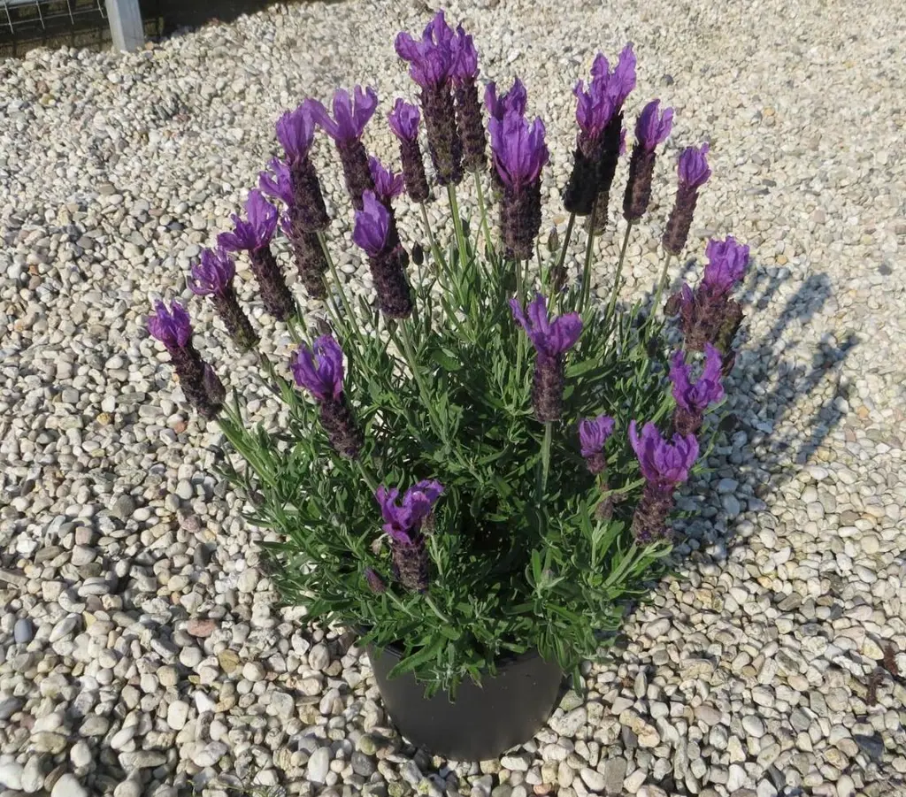 Lavender Javelin - Lavandula Javelin | Free Freight Option