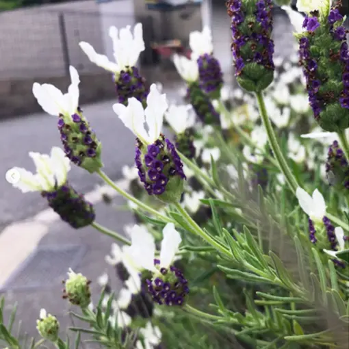 Lavender 'Laveanna White' purple and white flowers above dark green foliage.