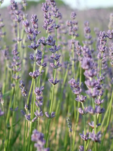 Lavender 'Margaret Roberts' plant with light purple flowers.