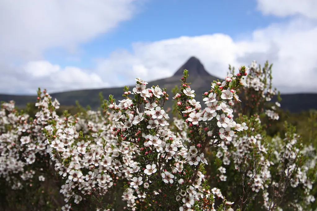 Leptospermum scoparium (Manuka) shrubs in a native reserve.