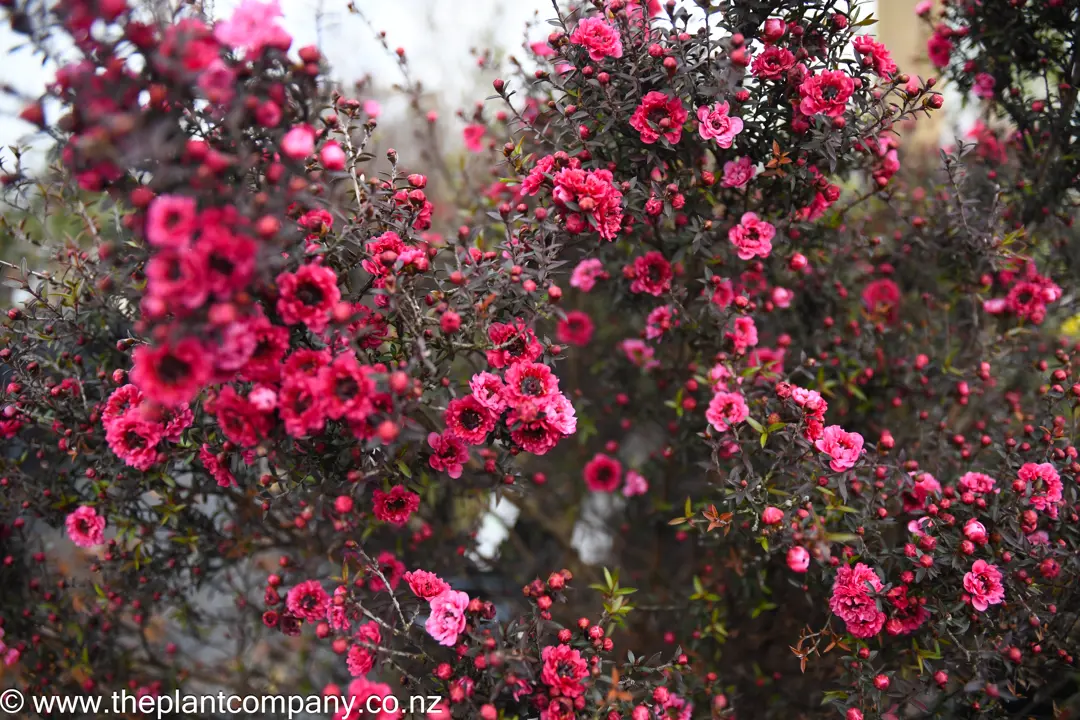 leptospermum-wiri-kerry--3