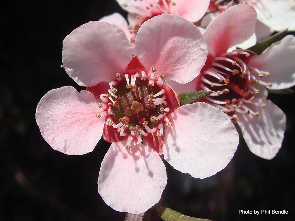 leptospermum-pink-beauty-