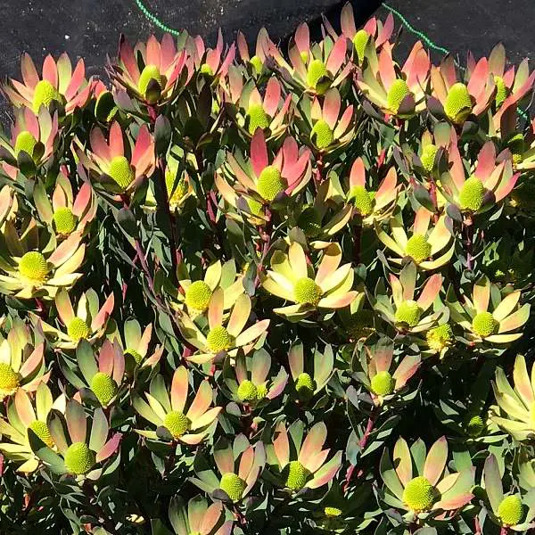 Leucadendron 'Maui Sunrise' yellow flowers with a peach blush.