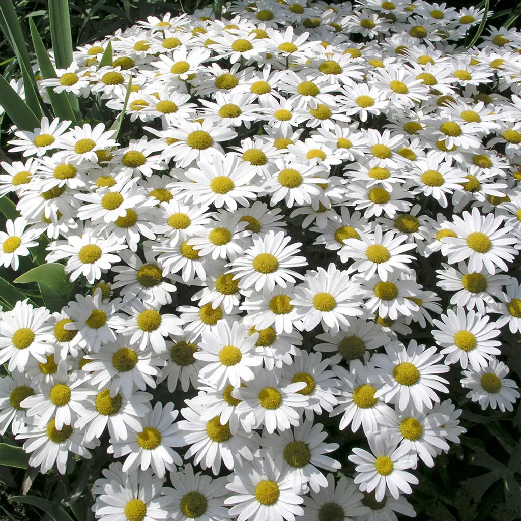 Leucanthemum Snow Lady | Free Freight Option