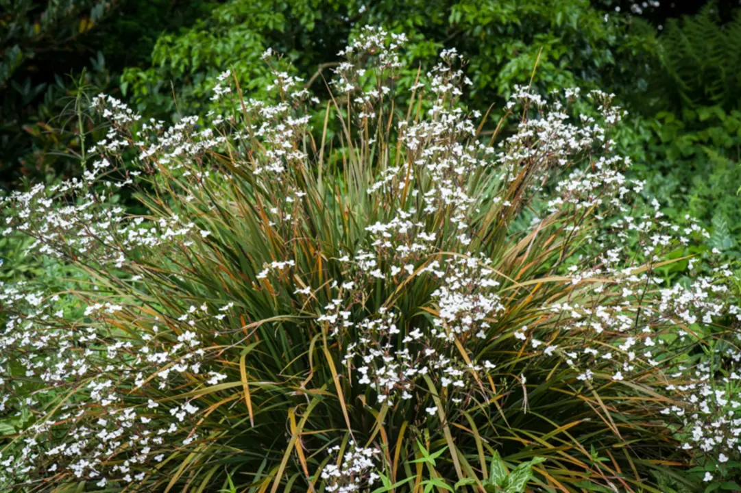 An established Libertia ixioides plant with green and orange leaves and masses of white flowers.