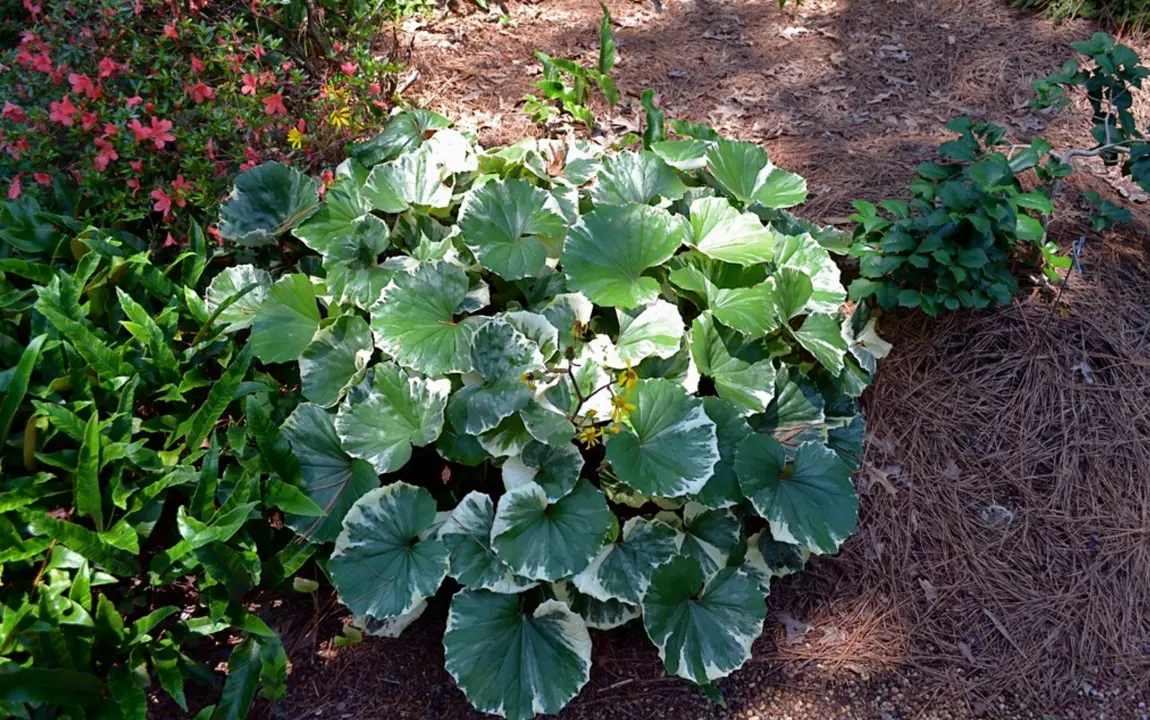 Ligularia argenta plant with lush, variegated leaves in a shaded spot.
