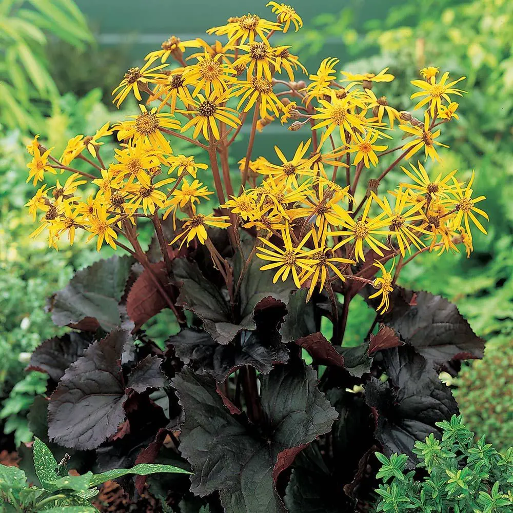 Ligularia Britt Marie Crawford plant with lush, black foliage and masses of yellow flowers.