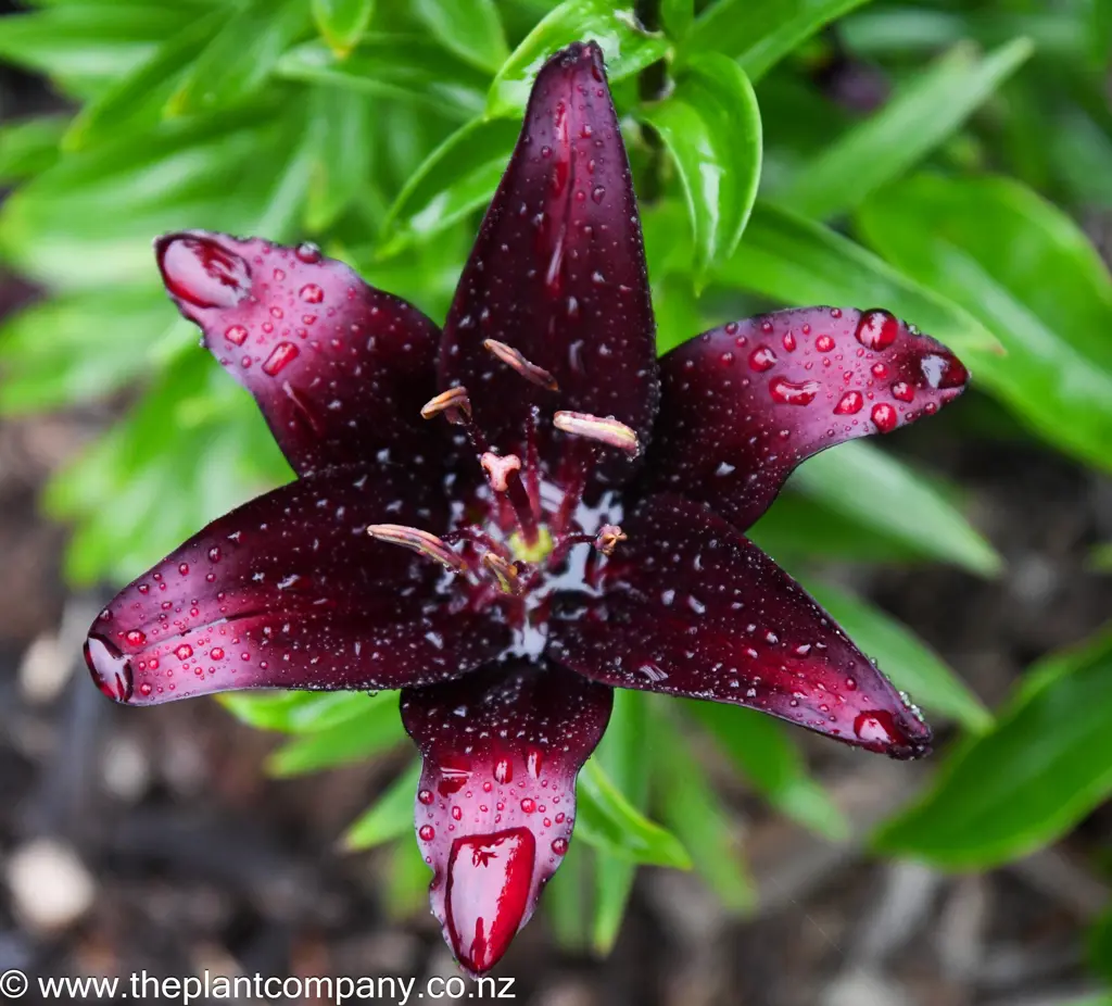 Lilium Mapira Asiatic Lily Free Freight Option