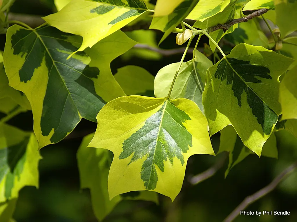 Buy Liriodendron 'Aureomarginatum' Online NZ
