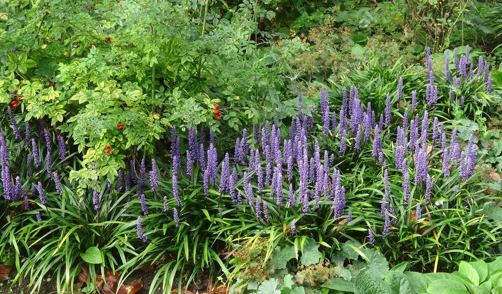 Liriope muscari 'Big Blue' plant in a border garden with masses of showy, blue flowers.