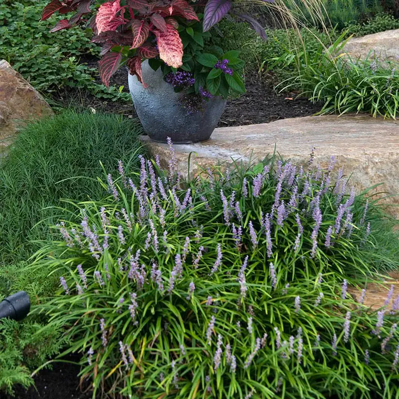 Liriope spicata plants as a ground cover in a garden.