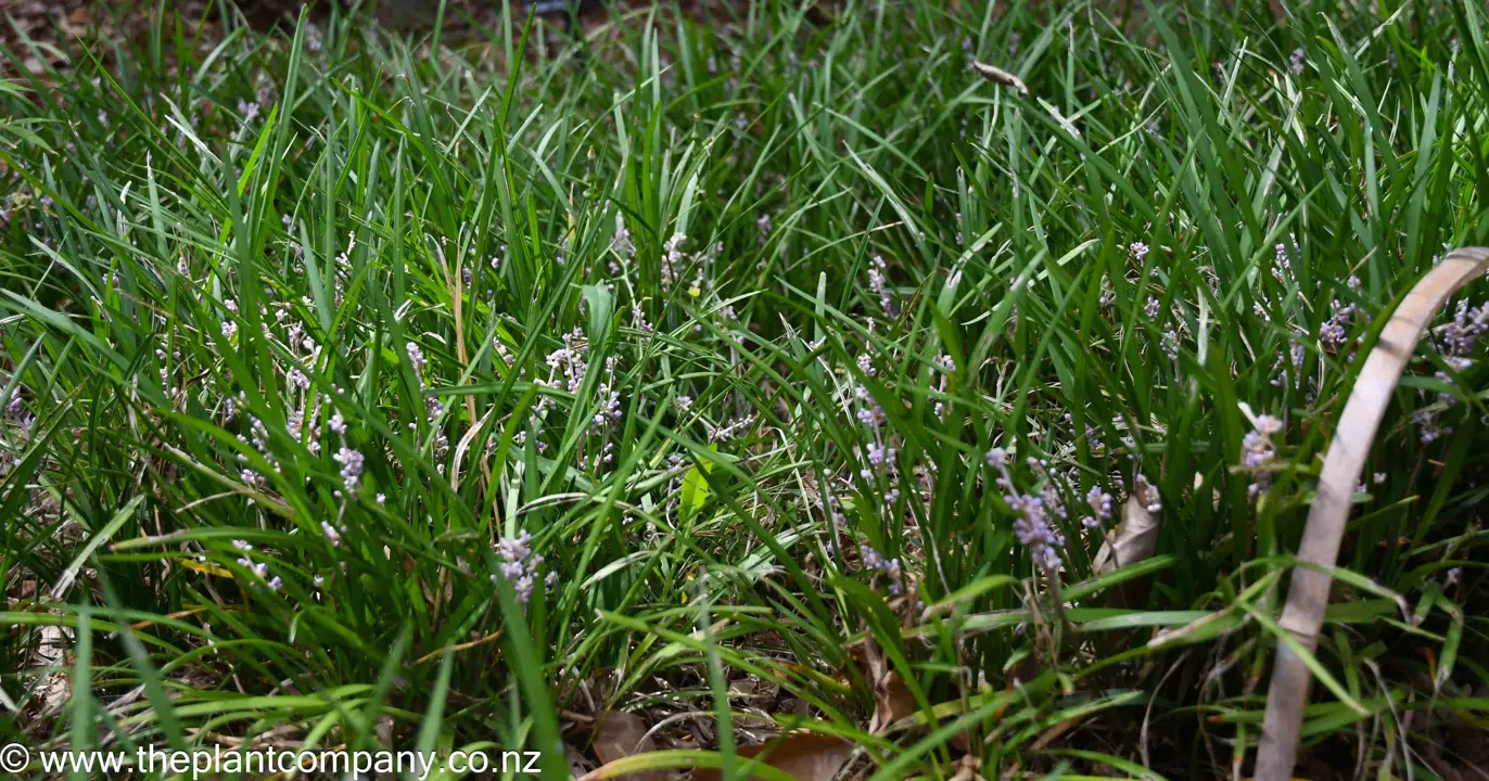 A mass planting Liriope spicata plants with pink flowers and lush foliage.