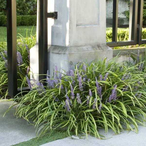 Liriope spicata plants bordering an entrance with pink flowers and lush foliage.