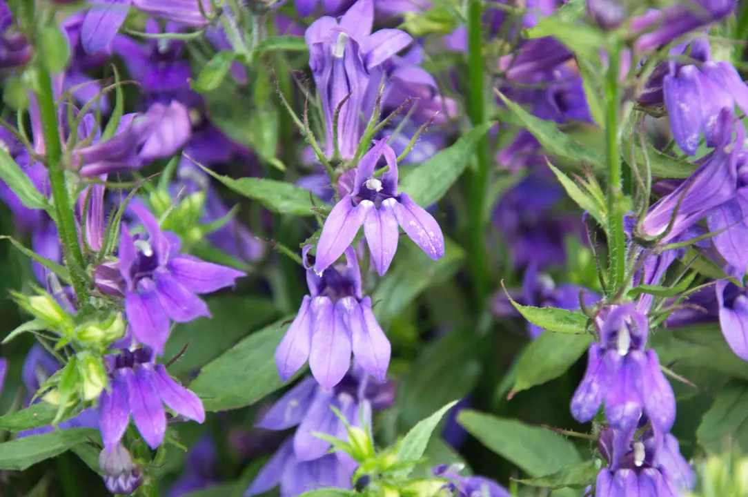 Lobelia speciosa plant with purple flowers amidst green foliage.