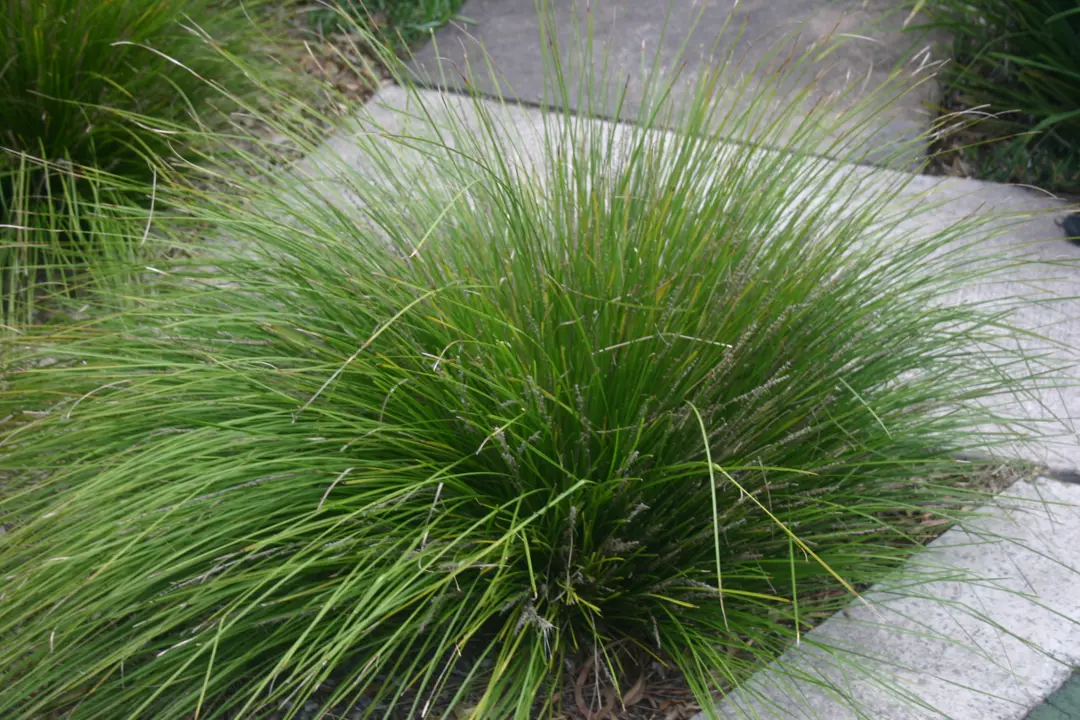 Lomandra longifolia plant beside a path with lush, green foliage.