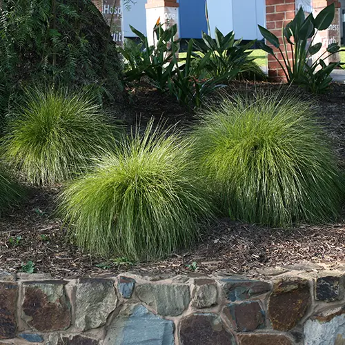 Lomandra 'Misty Green' plants with cascading green foliage growing a bank.