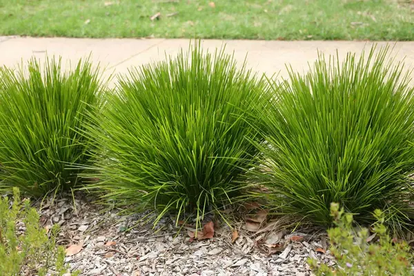 Lomandra 'Pom Pom' plants with lush green foliage growing in a border.