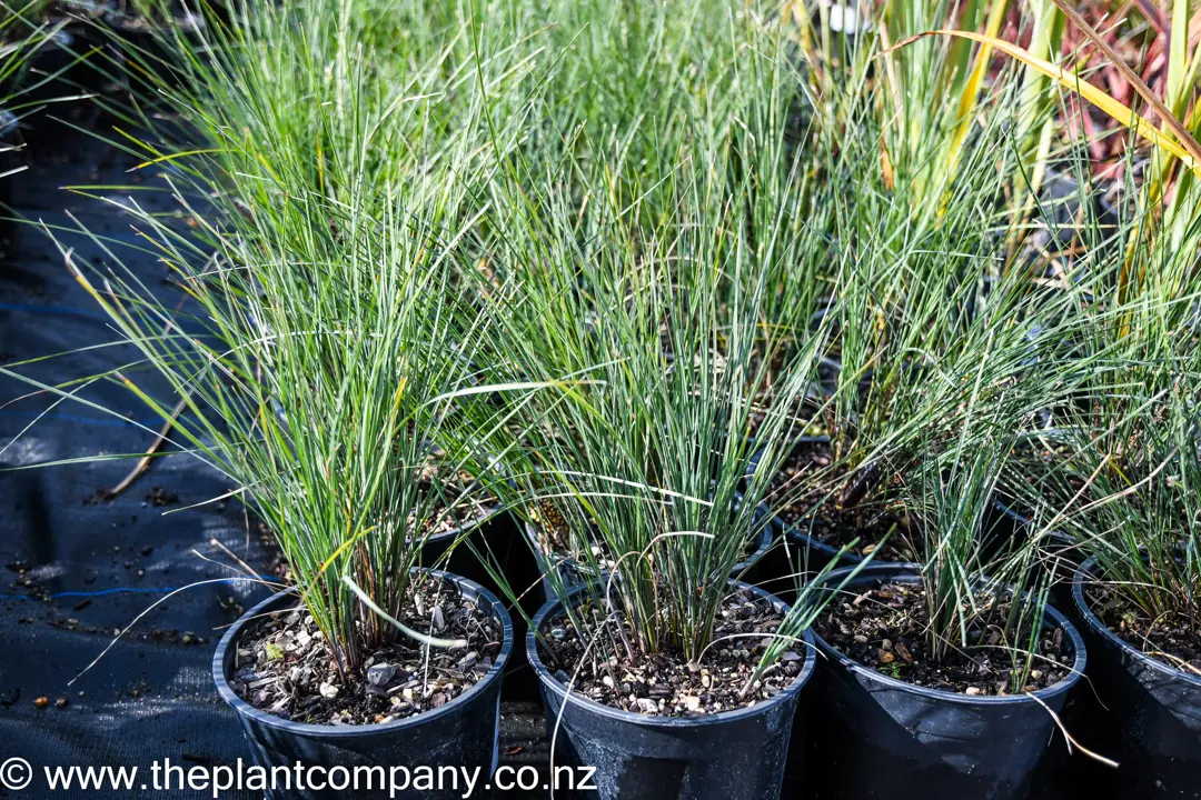 Lomandra Frosty Tops with lush blue foliage in a garden.