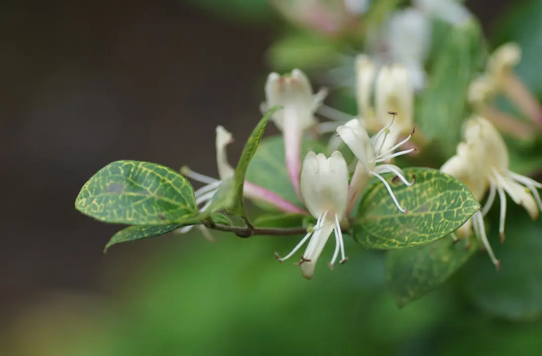 Lonicera japonica 'Aureoreticulata' variegated foliage with cream and pink flowers.