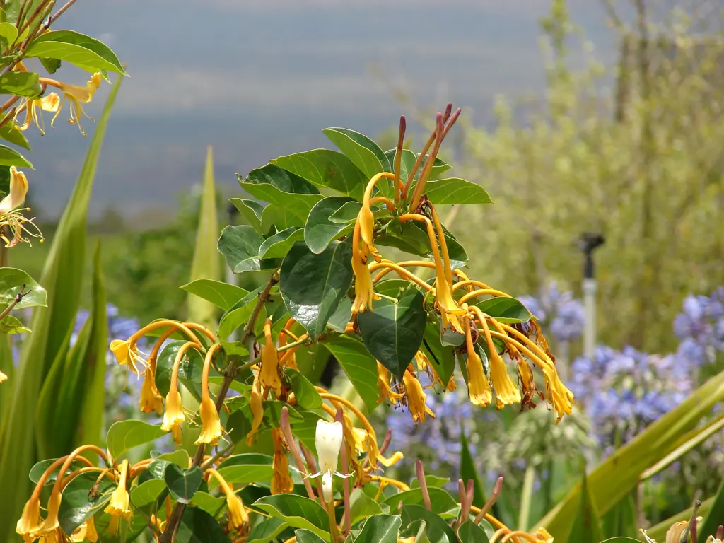 Lonicera hildebrandiana yellow flowers with lush, green foliage.