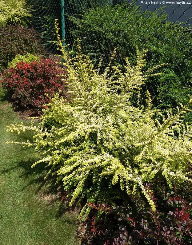 A Lonicera 'Honey Hedge Lemon' plant in a garden.