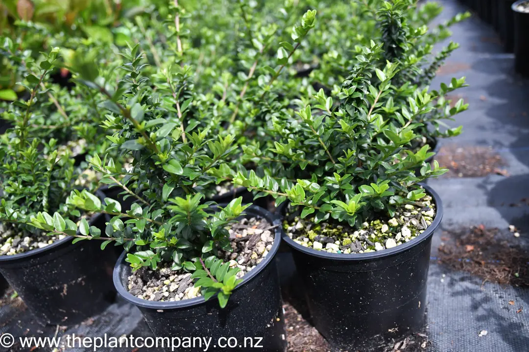 Lonicera 'Honey Hedge Lime' plants with lush, green foliage.