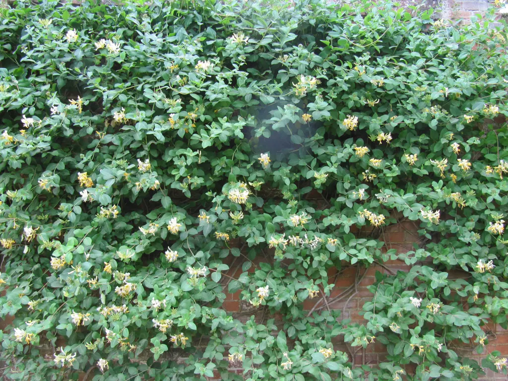Lonicera periclymenum 'Graham Thomas' growing on a wall.