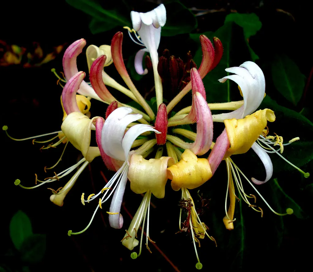 Lonicera splendida showy, red, orange, and yellow flower.